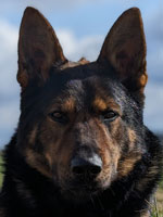 PSD “Nina” #1166